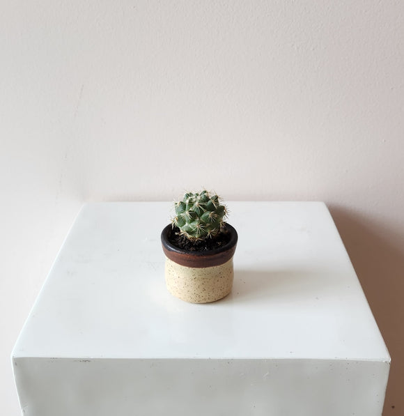 Mini Potted Cactus