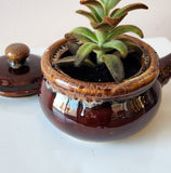 Potted Succulent In Soup Bowl