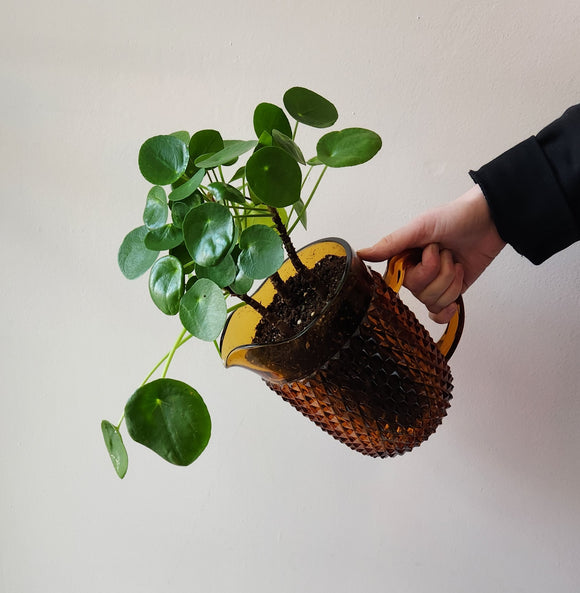 Vintage Amber Pitcher Potted Pilea