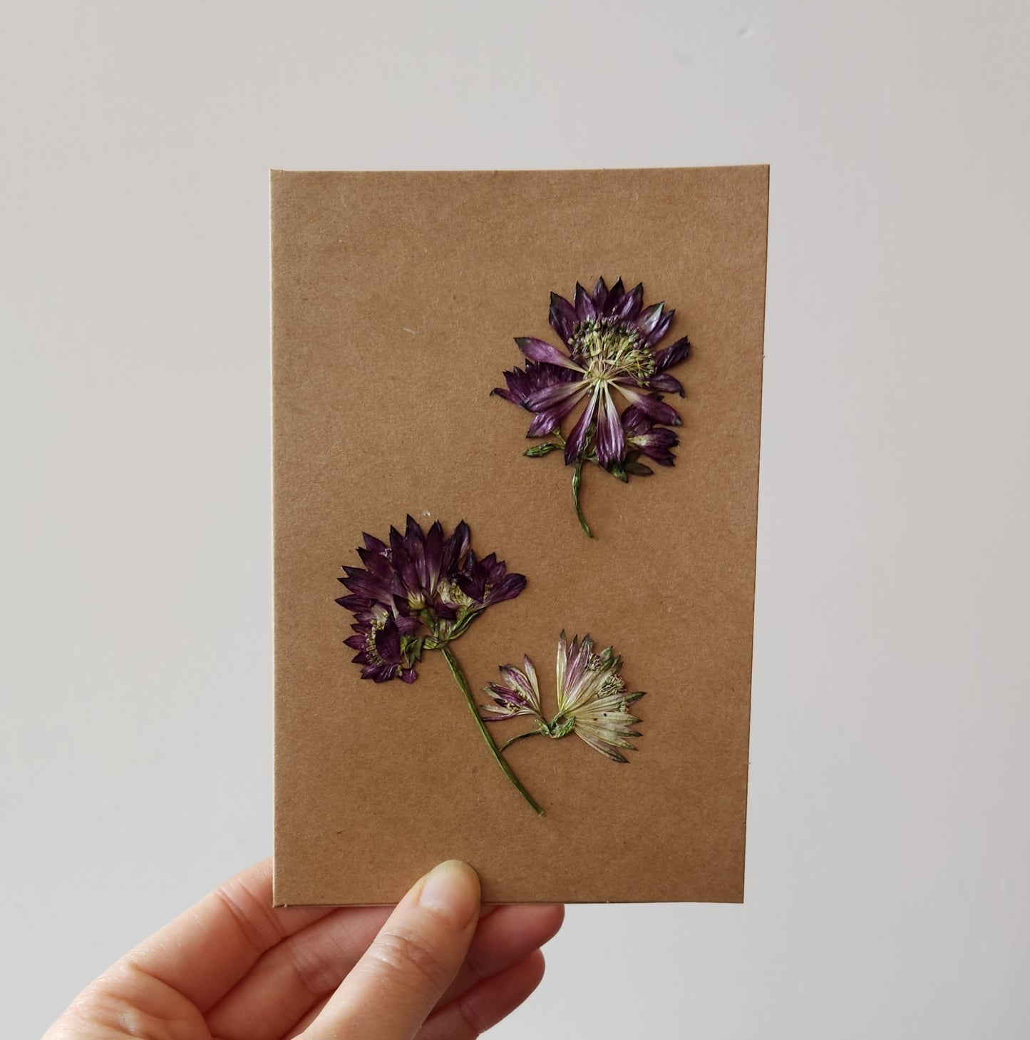 Pressed Astrantia Card