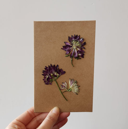 Pressed Astrantia Card