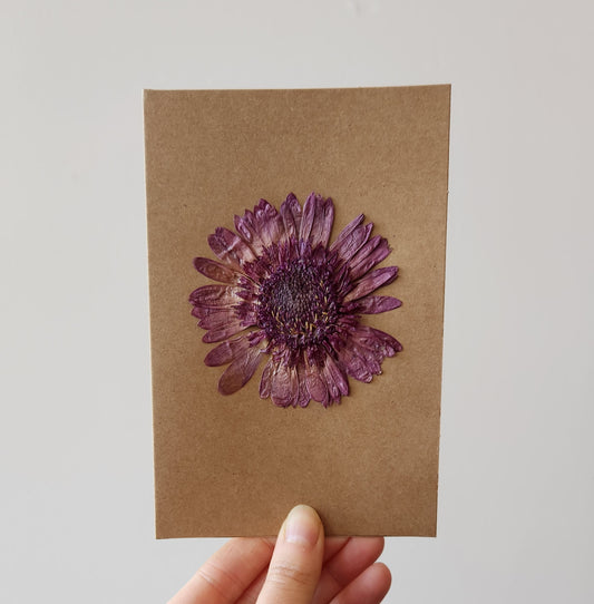 Pressed Gerbera Daisy Card