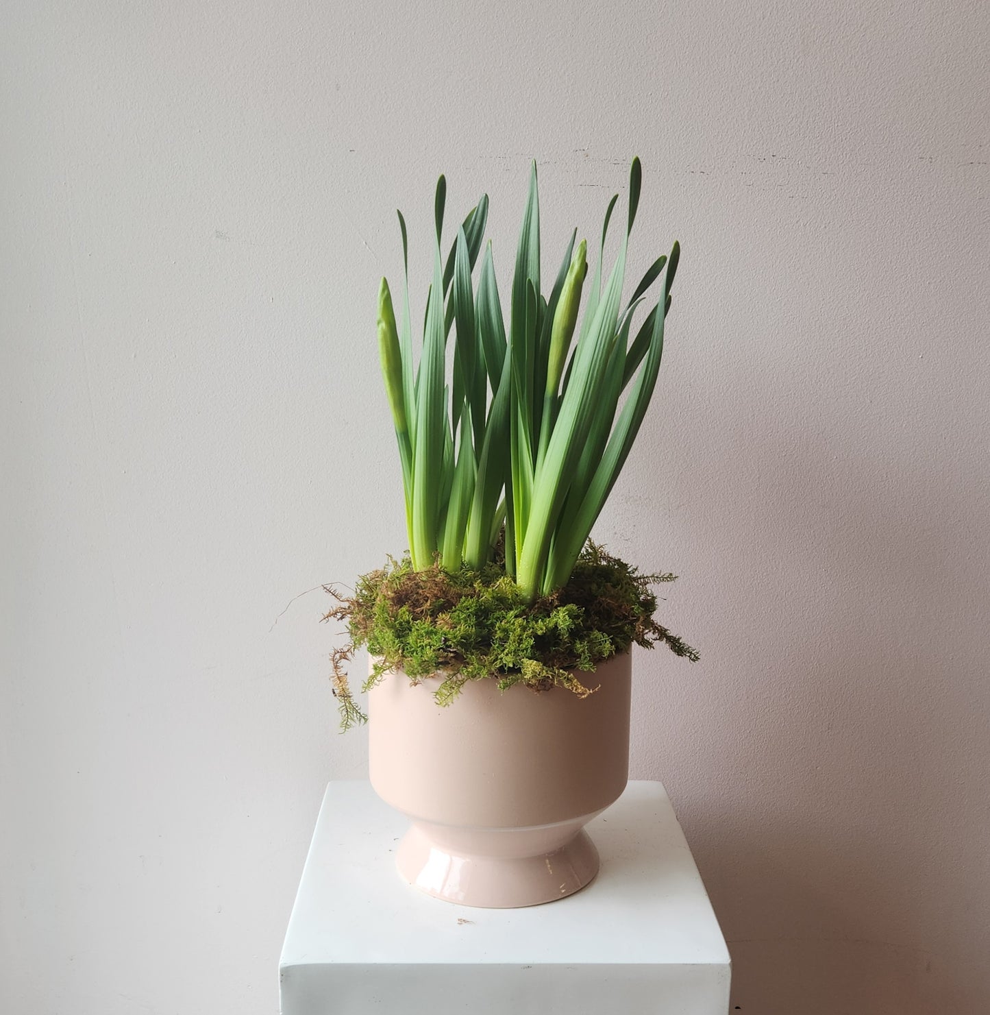 Potted Daffodil Bulbs