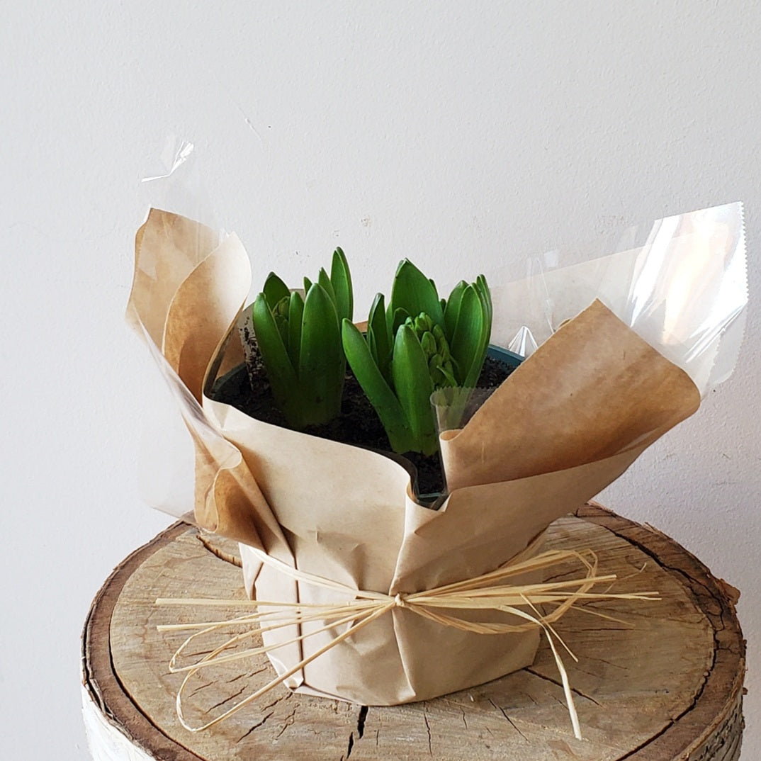 Hyacinth Bulbs