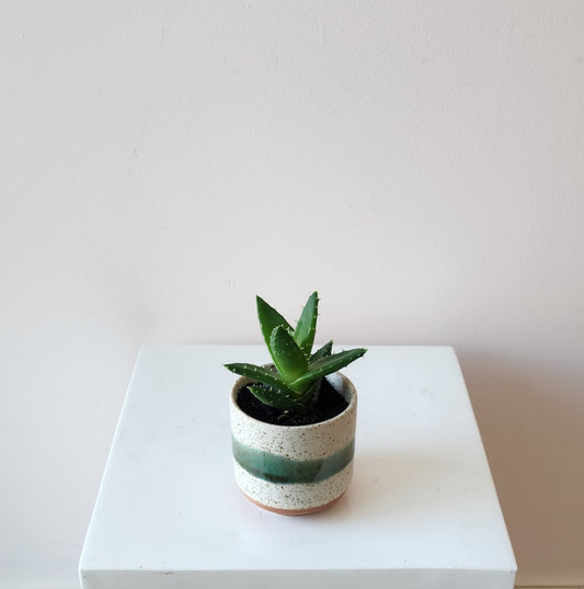 Mini Potted Succulent