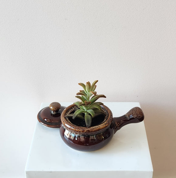 Potted Succulent In Soup Bowl