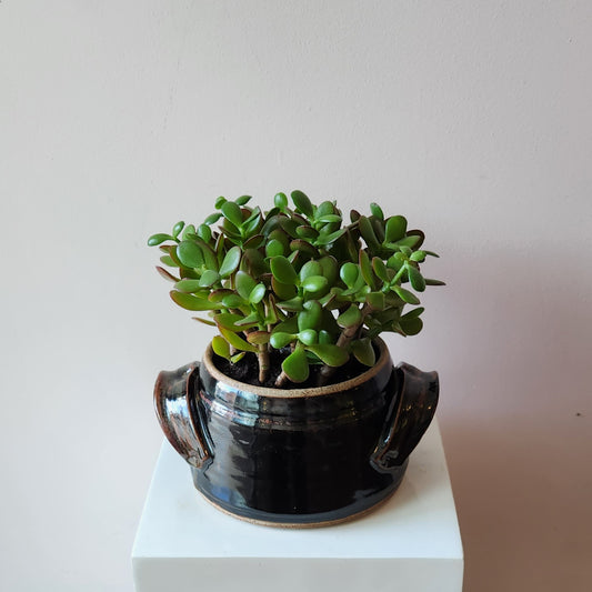 Crock Potted Jade Plant