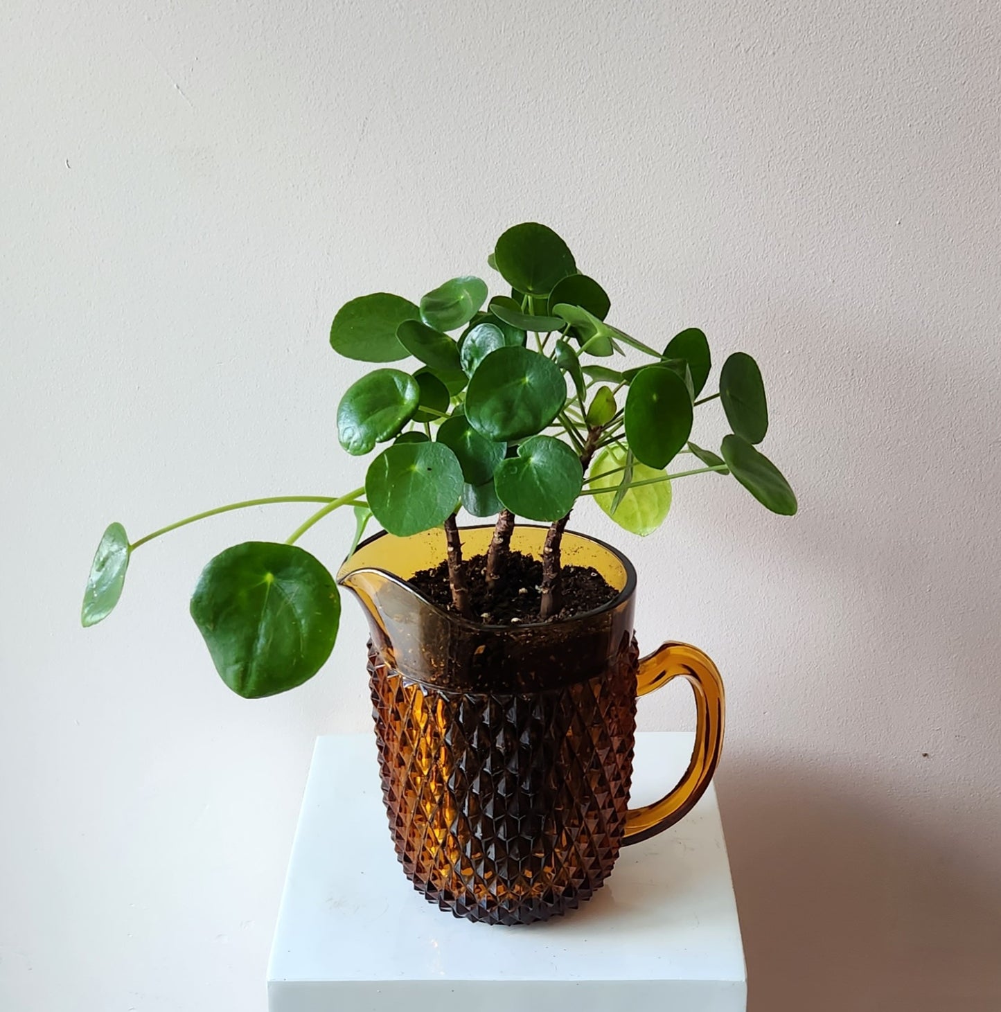 Vintage Amber Pitcher Potted Pilea