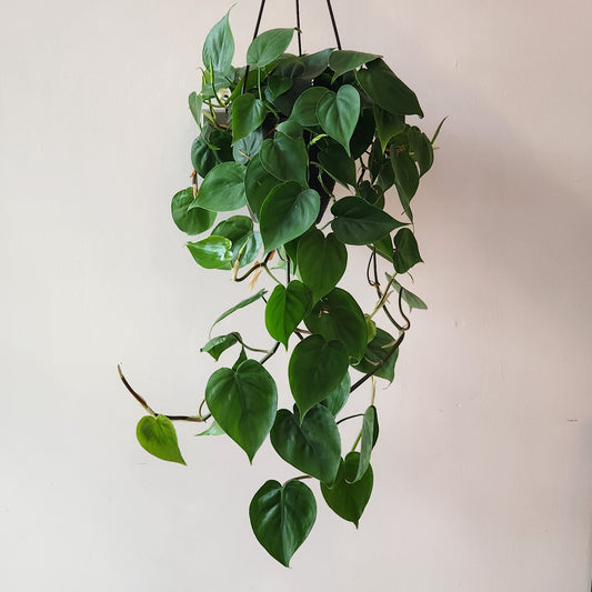 Heartleaf Philodendron