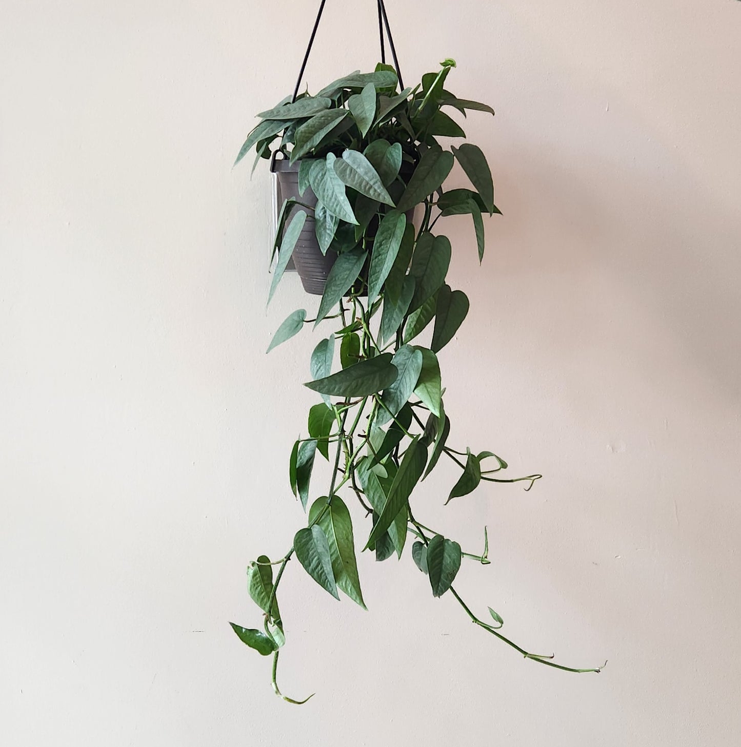 Cebu Blue Pothos