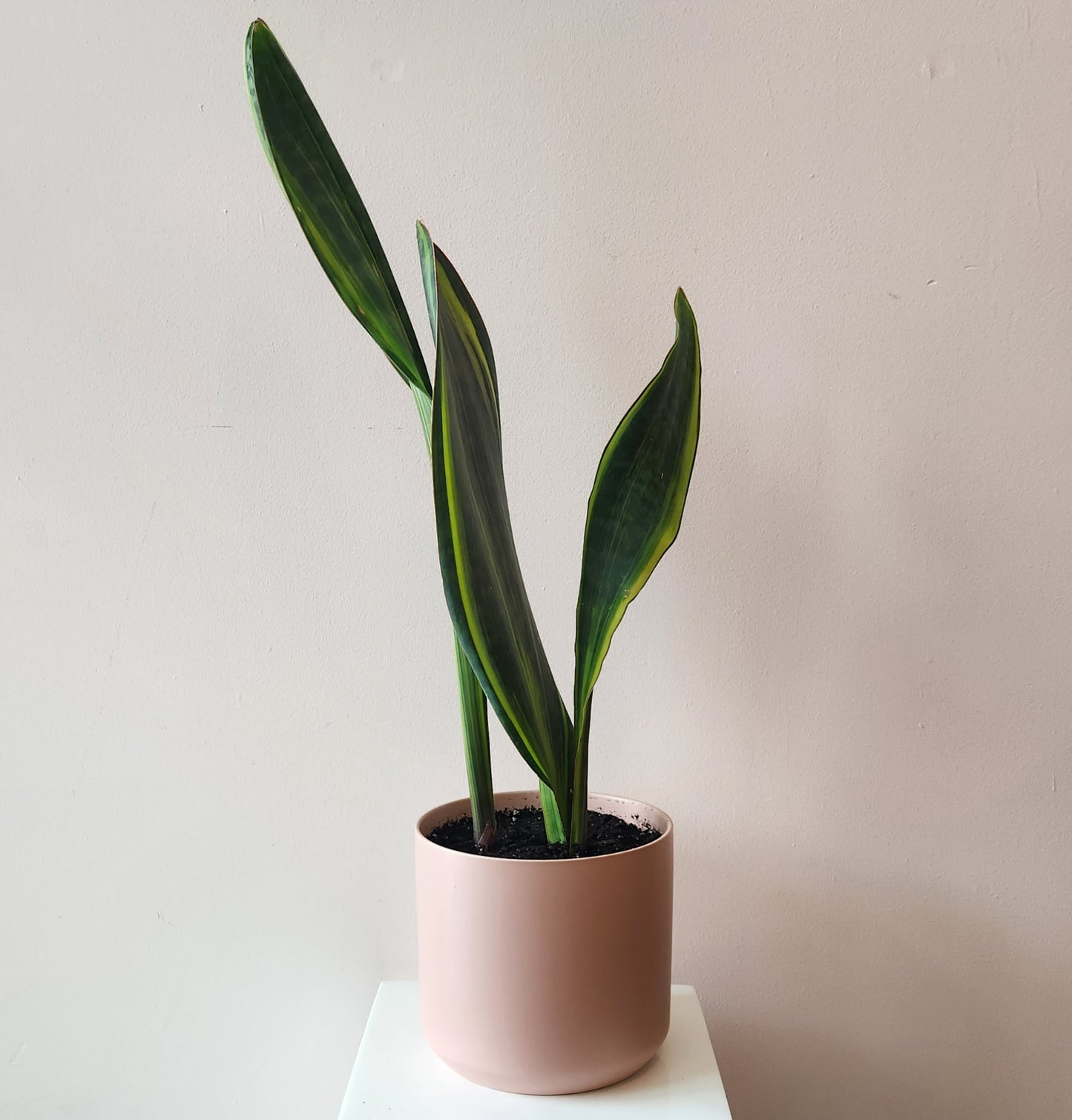 Potted Whale Fin Sansevieria