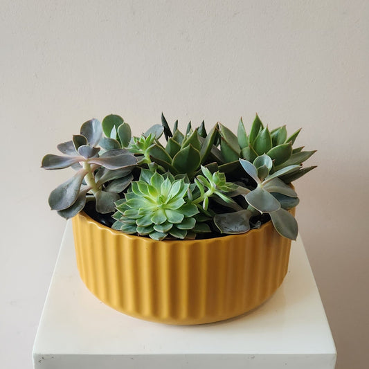 Succulent Planter