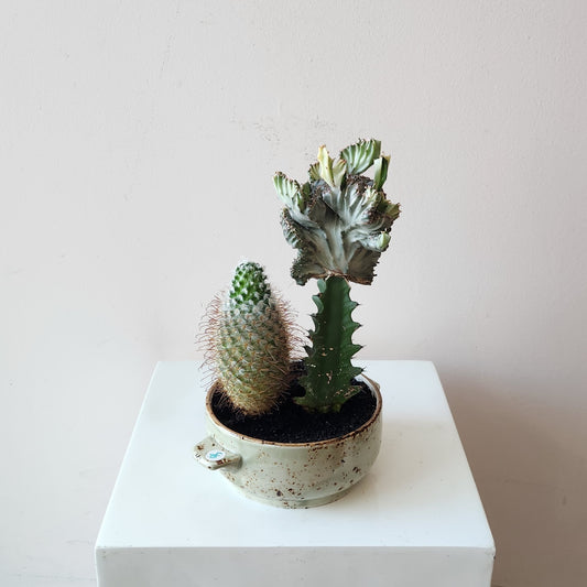 Petite Cacti Planter