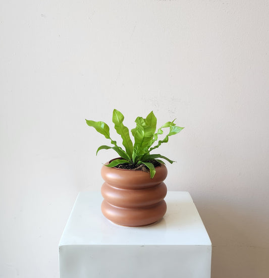 Potted Crispy Wave Fern