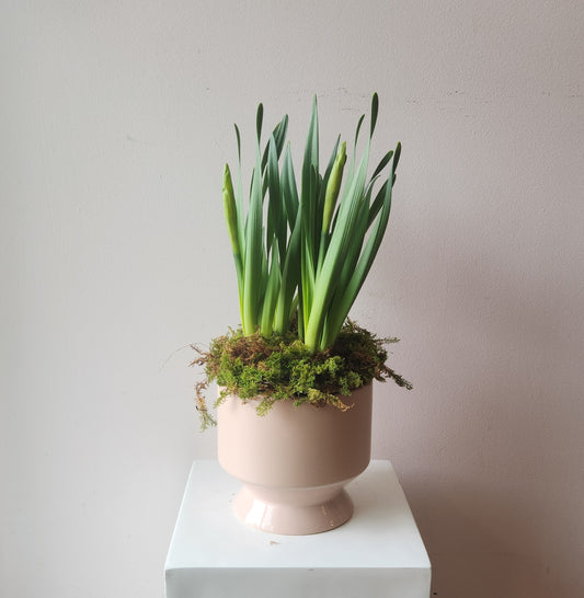 Potted Daffodil Bulbs