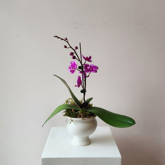 Mini Potted Orchid Plant
