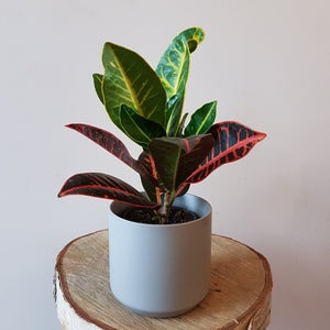 4" Potted Tropical Plant
