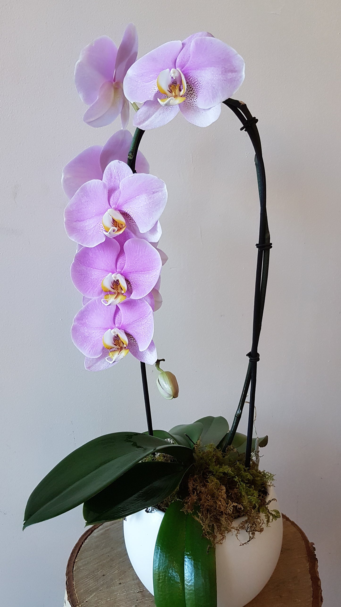 Potted Orchid Plant